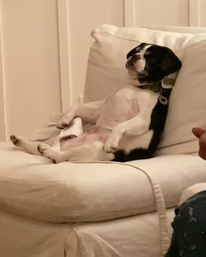 Burt Jenner Instagram - When you eat too much at Thanksgiving… LOL at my nieces dog