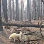 Burt Jenner Instagram - Felt like Atreyu in the forest... #tamarackfire lost 99% of my pines... won't see it the same in my life time, was a 100 year old forest... not sure what to do but offer everything to a logging company, would take me 10 lifetimes to clean up