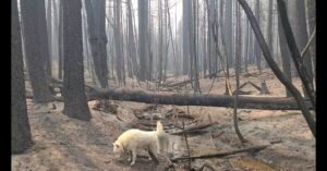 Burt Jenner Instagram - Felt like Atreyu in the forest...
#tamarackfire lost 99% of my pines... won't see it the same in my life time, was a 100 year old forest... not sure what to do but offer everything to a logging company, would take me 10 lifetimes to clean up