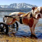 Burt Jenner Instagram – My girl @margaritadelrey didn’t want to accept the “stick throwing session” was over… We had a nice day lakeside chillin
#LakeTahoe
#AmericanBulldog
#syringomyelia
