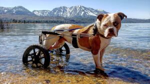 Burt Jenner Instagram - My girl @margaritadelrey didn't want to accept the "stick throwing session" was over... We had a nice day lakeside chillin
#LakeTahoe
#AmericanBulldog
#syringomyelia