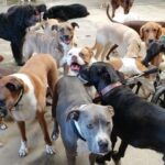 Burt Jenner Instagram - My girl enjoying being with her ole pack... #WestLAdogs West la Dogs
