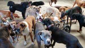 Burt Jenner Instagram - My girl enjoying being with her ole pack...
#WestLAdogs