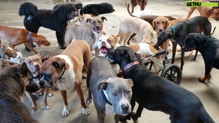 Burt Jenner Instagram - My girl enjoying being with her ole pack... #WestLAdogs West la Dogs