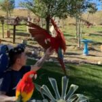 Burt Jenner Instagram - New level of jealousy... When I was little I was obsessed with parrots and Macaws... #Repost @cesarsway ・・・ We had the pleasure of hosting @chanthebirdman & his flock of beautiful birds today. This was an amazing site to see. Rio 🦜 had a blast hanging with his new friends!! What a day Dog Psychology Center