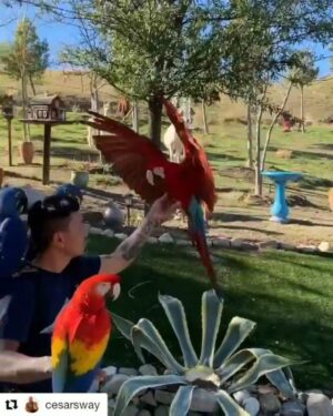 Burt Jenner Instagram - New level of jealousy... When I was little I was obsessed with parrots and Macaws... #Repost @cesarsway
・・・
We had the pleasure of hosting @chanthebirdman & his flock of beautiful birds today. This was an amazing site to see. Rio 🦜 had a blast hanging with his new friends!! What a day