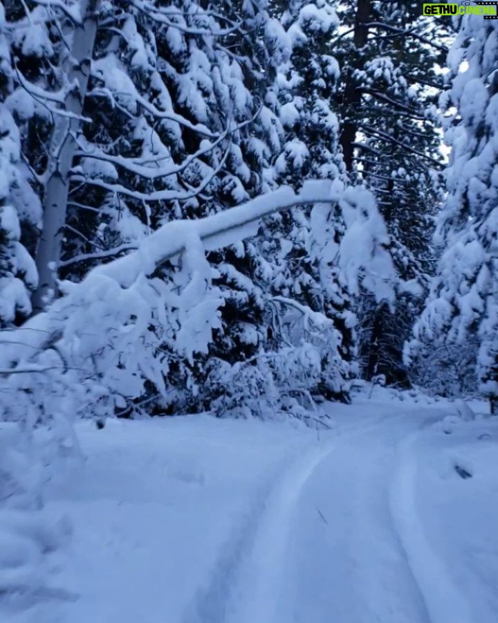 Burt Jenner Instagram - Made it up to the cabin yesterday on the quad, lol... Went to take the snowmobile trailer and realized my dumbass had taken my hitch off the truck, said screw it and rode the quad dirty to the property entrance with Oso on my seat... Quad made it twice as far as I expected, but couldn't climb the steep obviously, hiked the rest... Valerie and I are very stoked, this weekend we closed on the 160 acres next to our 40, the parcel was essentially the only possibility of having a neighbor as the rest is national forest. No neighbors for me Ty... Just wanted to ensure my boys know what real camping is like. Sad that in today's day in age most kids only know pulling up on a paved road, to paved parking spot, a picnic table, a fire pit, good ole leash laws, and some random family doing the same thing 10 yards away, while the Rangers make their rounds every hour to check and make sure you are following the rules... Not to mention 99% of those camp grounds are closed when there is snow on the ground. It's no #Area241 yet, but we are one step closer, just had to ensure it stays that way for a while... Hope Valley, California