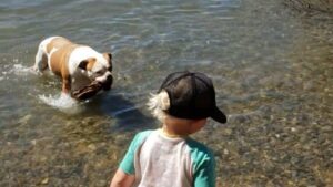 Burt Jenner Instagram - My girl @margaritadelrey didn't want to accept the "stick throwing session" was over... We had a nice day lakeside chillin
#LakeTahoe
#AmericanBulldog
#syringomyelia