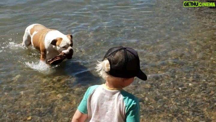 Burt Jenner Instagram - My girl @margaritadelrey didn't want to accept the "stick throwing session" was over... We had a nice day lakeside chillin #LakeTahoe #AmericanBulldog #syringomyelia