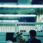 Burt Jenner Instagram - #huskies Now ya know... West la Dogs