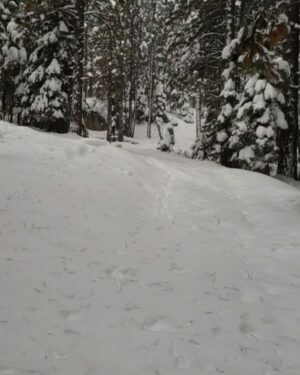 Burt Jenner Instagram - Made it up to the cabin yesterday on the quad, lol... Went to take the snowmobile trailer and realized my dumbass had taken my hitch off the truck, said screw it and rode the quad dirty to the property entrance with Oso on my seat... Quad made it twice as far as I expected, but couldn't climb the steep obviously, hiked the rest... Valerie and I are very stoked, this weekend we closed on the 160 acres next to our 40, the parcel was essentially the only possibility of having a neighbor as the rest is national forest. No neighbors for me Ty... Just wanted to ensure my boys know what real camping is like. Sad that in today's day in age most kids only know pulling up on a paved road, to paved parking spot, a picnic table, a fire pit, good ole leash laws, and some random family doing the same thing 10 yards away, while the Rangers make their rounds every hour to check and make sure you are following the rules... Not to mention 99% of those camp grounds are closed when there is snow on the ground.
It's no #Area241 yet, but we are one step closer, just had to ensure it stays that way for a while...
