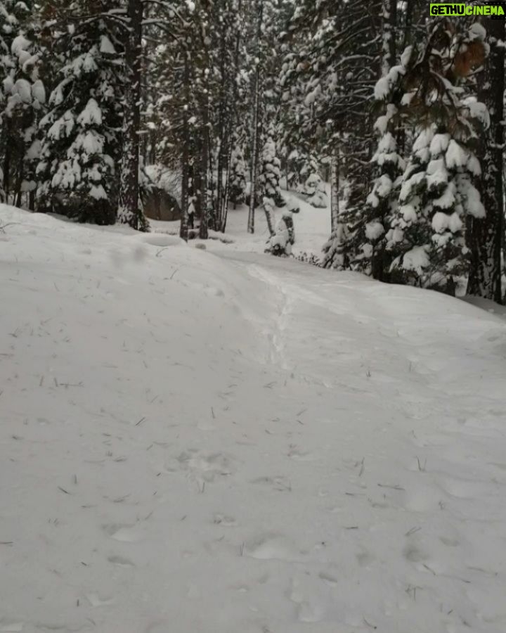 Burt Jenner Instagram - Made it up to the cabin yesterday on the quad, lol... Went to take the snowmobile trailer and realized my dumbass had taken my hitch off the truck, said screw it and rode the quad dirty to the property entrance with Oso on my seat... Quad made it twice as far as I expected, but couldn't climb the steep obviously, hiked the rest... Valerie and I are very stoked, this weekend we closed on the 160 acres next to our 40, the parcel was essentially the only possibility of having a neighbor as the rest is national forest. No neighbors for me Ty... Just wanted to ensure my boys know what real camping is like. Sad that in today's day in age most kids only know pulling up on a paved road, to paved parking spot, a picnic table, a fire pit, good ole leash laws, and some random family doing the same thing 10 yards away, while the Rangers make their rounds every hour to check and make sure you are following the rules... Not to mention 99% of those camp grounds are closed when there is snow on the ground. It's no #Area241 yet, but we are one step closer, just had to ensure it stays that way for a while... Hope Valley, California