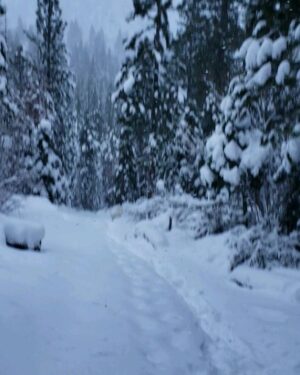 Burt Jenner Instagram - Made it up to the cabin yesterday on the quad, lol... Went to take the snowmobile trailer and realized my dumbass had taken my hitch off the truck, said screw it and rode the quad dirty to the property entrance with Oso on my seat... Quad made it twice as far as I expected, but couldn't climb the steep obviously, hiked the rest... Valerie and I are very stoked, this weekend we closed on the 160 acres next to our 40, the parcel was essentially the only possibility of having a neighbor as the rest is national forest. No neighbors for me Ty... Just wanted to ensure my boys know what real camping is like. Sad that in today's day in age most kids only know pulling up on a paved road, to paved parking spot, a picnic table, a fire pit, good ole leash laws, and some random family doing the same thing 10 yards away, while the Rangers make their rounds every hour to check and make sure you are following the rules... Not to mention 99% of those camp grounds are closed when there is snow on the ground.
It's no #Area241 yet, but we are one step closer, just had to ensure it stays that way for a while...