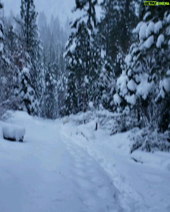 Burt Jenner Instagram - Made it up to the cabin yesterday on the quad, lol... Went to take the snowmobile trailer and realized my dumbass had taken my hitch off the truck, said screw it and rode the quad dirty to the property entrance with Oso on my seat... Quad made it twice as far as I expected, but couldn't climb the steep obviously, hiked the rest... Valerie and I are very stoked, this weekend we closed on the 160 acres next to our 40, the parcel was essentially the only possibility of having a neighbor as the rest is national forest. No neighbors for me Ty... Just wanted to ensure my boys know what real camping is like. Sad that in today's day in age most kids only know pulling up on a paved road, to paved parking spot, a picnic table, a fire pit, good ole leash laws, and some random family doing the same thing 10 yards away, while the Rangers make their rounds every hour to check and make sure you are following the rules... Not to mention 99% of those camp grounds are closed when there is snow on the ground. It's no #Area241 yet, but we are one step closer, just had to ensure it stays that way for a while... Hope Valley, California