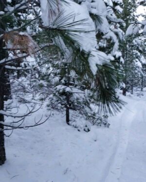 Burt Jenner Instagram - Made it up to the cabin yesterday on the quad, lol... Went to take the snowmobile trailer and realized my dumbass had taken my hitch off the truck, said screw it and rode the quad dirty to the property entrance with Oso on my seat... Quad made it twice as far as I expected, but couldn't climb the steep obviously, hiked the rest... Valerie and I are very stoked, this weekend we closed on the 160 acres next to our 40, the parcel was essentially the only possibility of having a neighbor as the rest is national forest. No neighbors for me Ty... Just wanted to ensure my boys know what real camping is like. Sad that in today's day in age most kids only know pulling up on a paved road, to paved parking spot, a picnic table, a fire pit, good ole leash laws, and some random family doing the same thing 10 yards away, while the Rangers make their rounds every hour to check and make sure you are following the rules... Not to mention 99% of those camp grounds are closed when there is snow on the ground.
It's no #Area241 yet, but we are one step closer, just had to ensure it stays that way for a while...