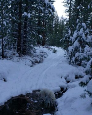 Burt Jenner Instagram - Made it up to the cabin yesterday on the quad, lol... Went to take the snowmobile trailer and realized my dumbass had taken my hitch off the truck, said screw it and rode the quad dirty to the property entrance with Oso on my seat... Quad made it twice as far as I expected, but couldn't climb the steep obviously, hiked the rest... Valerie and I are very stoked, this weekend we closed on the 160 acres next to our 40, the parcel was essentially the only possibility of having a neighbor as the rest is national forest. No neighbors for me Ty... Just wanted to ensure my boys know what real camping is like. Sad that in today's day in age most kids only know pulling up on a paved road, to paved parking spot, a picnic table, a fire pit, good ole leash laws, and some random family doing the same thing 10 yards away, while the Rangers make their rounds every hour to check and make sure you are following the rules... Not to mention 99% of those camp grounds are closed when there is snow on the ground.
It's no #Area241 yet, but we are one step closer, just had to ensure it stays that way for a while...