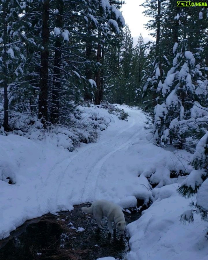 Burt Jenner Instagram - Made it up to the cabin yesterday on the quad, lol... Went to take the snowmobile trailer and realized my dumbass had taken my hitch off the truck, said screw it and rode the quad dirty to the property entrance with Oso on my seat... Quad made it twice as far as I expected, but couldn't climb the steep obviously, hiked the rest... Valerie and I are very stoked, this weekend we closed on the 160 acres next to our 40, the parcel was essentially the only possibility of having a neighbor as the rest is national forest. No neighbors for me Ty... Just wanted to ensure my boys know what real camping is like. Sad that in today's day in age most kids only know pulling up on a paved road, to paved parking spot, a picnic table, a fire pit, good ole leash laws, and some random family doing the same thing 10 yards away, while the Rangers make their rounds every hour to check and make sure you are following the rules... Not to mention 99% of those camp grounds are closed when there is snow on the ground. It's no #Area241 yet, but we are one step closer, just had to ensure it stays that way for a while... Hope Valley, California