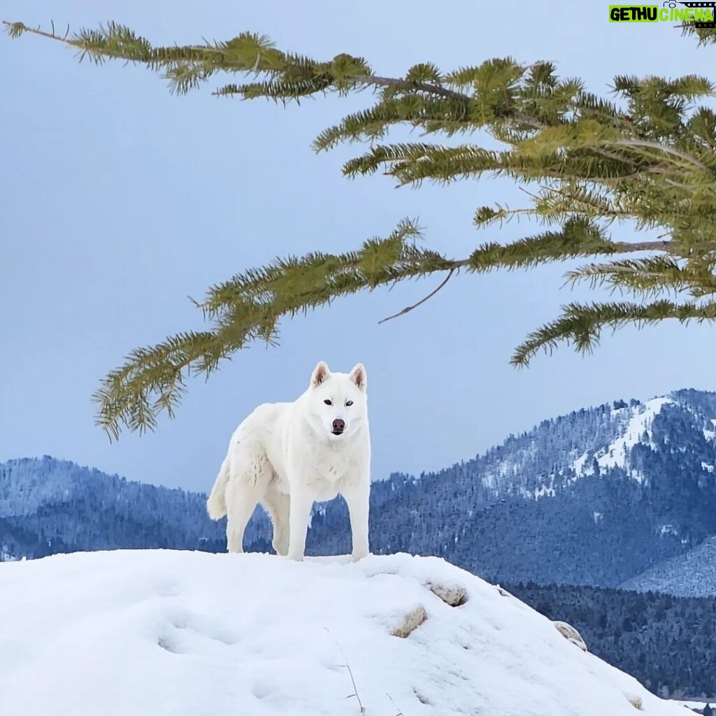 Burt Jenner Instagram - Fun fact: the elusive Yellowstone #WhiteWolf is actually just a husky from SoCal who likes to party...