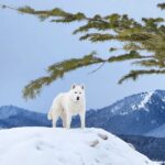 Burt Jenner Instagram - Fun fact: the elusive Yellowstone #WhiteWolf is actually just a husky from SoCal who likes to party...
