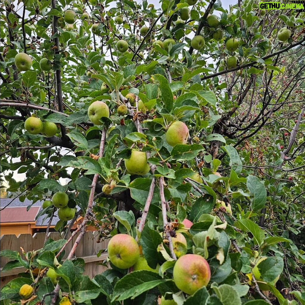 Burt Jenner Instagram - Have to give momma and the kids credit! I put some love into our apple trees in Tahoe this year... the kids went crazy picking them and @valeriepitalo decided to make an apple pie from scratch... Kinda speechless how amazing it turned out!!! I think we are going to make this a yearly endeavor :-)