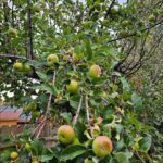 Burt Jenner Instagram – Have to give momma and the kids credit! I put some love into our apple trees in Tahoe this year… the kids went crazy picking them and @valeriepitalo  decided to make an apple pie from scratch… Kinda speechless how amazing it turned out!!! I think we are going to make this a yearly endeavor :-)