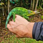 Burt Jenner Instagram – Found this dude today in Hawaii… he’s “invasive”, but I’m also aware of the concept that everything is invasive on Hawaii except the lava rock…