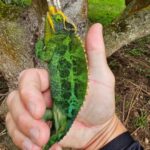 Burt Jenner Instagram – Found this dude today in Hawaii… he’s “invasive”, but I’m also aware of the concept that everything is invasive on Hawaii except the lava rock…