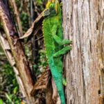 Burt Jenner Instagram – Found this dude today in Hawaii… he’s “invasive”, but I’m also aware of the concept that everything is invasive on Hawaii except the lava rock…