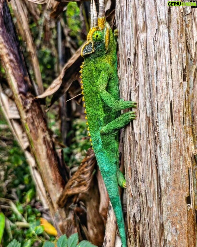 Burt Jenner Instagram - Found this dude today in Hawaii... he's "invasive", but I'm also aware of the concept that everything is invasive on Hawaii except the lava rock...