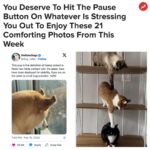 Buzzfeed Instagram - ⚠️No sadness allowed beyond this point.⚠️ More at the link in bio ❤️