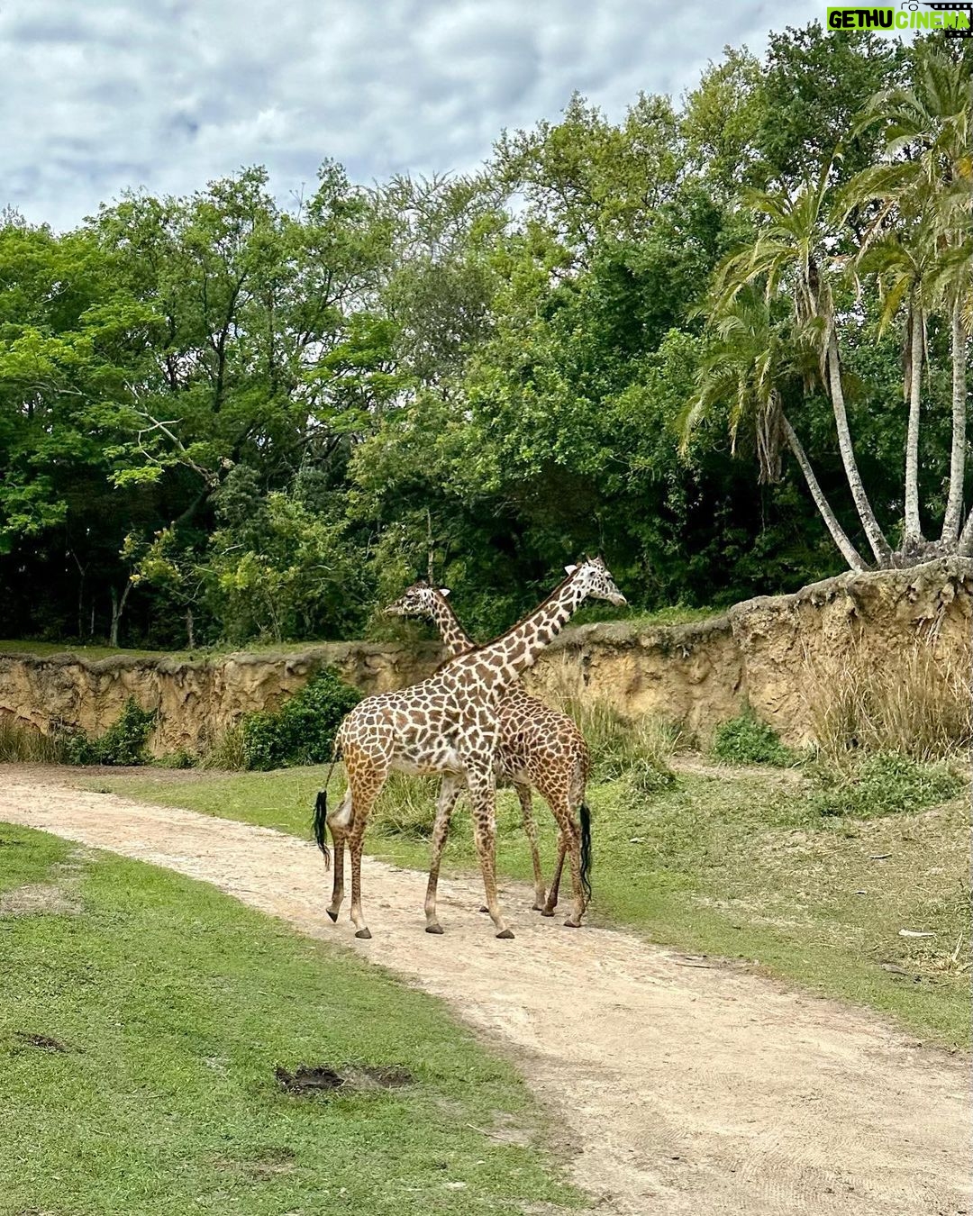 Byrdie Bell Instagram - Disney really is my natural habitat!!! 💫🦏🦒🦩🦍 Animal Kingdom, Disneyworld