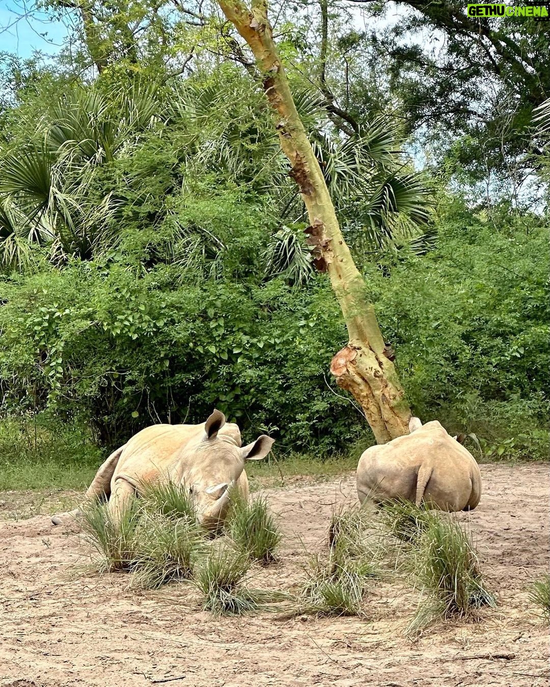 Byrdie Bell Instagram - Disney really is my natural habitat!!! 💫🦏🦒🦩🦍 Animal Kingdom, Disneyworld