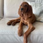 Álvaro Rico Instagram - Desde hace unos días duermo acompañado