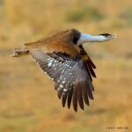 Çağan Şekercioğlu Instagram - It was a once-in-a-lifetime experience to get flight shots of this magnificent but critically endangered Great Indian Bustard (Ardeotis nigriceps), one of the heaviest flying birds in the world and once considered as the potential national bird of India. Soyu kritik tükenme tehlikesinde, dünyanın en ağır uçan kuşlarından ve neredeyse Hindistan'ın milli kuşu seçilecek olan bu muhteşem Hint Toy Kuşunu (Ardeotis nigriceps) uçarken çekebilmek, hayatta bir kez olacak bir şanstı. Desert National Park