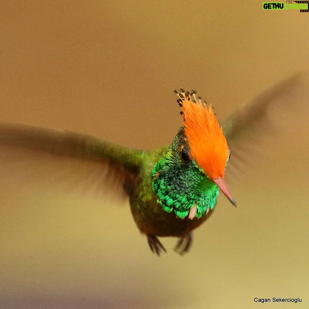 Çağan Şekercioğlu Instagram - When it flies past you rapidly, you might mistake the 2.8 gram rufous-crested #coquette (#Lophornis delattrei) for an insect but when it hovers near a flower for its nectar, then you see what a stunning #hummingbird it is! 2.8 gramlık kızıl başlıklı koketi hızla uçarken bir böcek sanabilirsiniz ama çiçeklerden nektar almak için havada asılı kaldığında ne kadar güzel bir sinekkuşu olduğunu görürsünüz. #conservation #biodiversity #travel #animals #wildlife #Peru #Neotropics @cagansekercioglu @uofu_science @natgeo @natgeointhefield @natgeoimagecollection @natgeomagazineturkiye @natgeotvturkiye @universityofutah #birds #nature #wildlife #biology Moyobamba