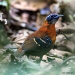 Çağan Şekercioğlu Instagram – Discovered only 5 years ago and scientifically described 3 years ago, the #NearThreatened #CordilleraAzul #antbird (#Myrmoderus eowilsoni) #endemic to #Peru is the #first vertebrate to be named after the #myrmecologist (#ant expert), famous #conservationist and my college professor Prof. Edward O. Wilson, so I was thrilled to photograph this pair. First is the female and the second is the male. The describing paper is here:

https://www.researchgate.net/publication/321780404_A_new_species_of_antbird_Passeriformes_Thamnophilidae_from_the_Cordillera_Azul_San_Martin_Peru

Sadece 5 yıl önce keşfedilen, bilimsel olarak 3 yıl önce tanımlanan, soyu tükenme tehlikesine girmek üzere olan ve Peru’ya endemik Kordiyera Azul #karıncakuşu
(Myrmoderus eowilsoni), #myrmekolog (karınca uzmanı), ünlü doğa korumacı ve üniversite profesörlerimden Prof. Edward O. Wilson’un adı verilen ilk omurgalı hayvandır. O yüzden bu çifti fotoğraflarken çok heyecanlıydım. İlk fotoğraf dişi, ikincisi erkek.

#natgeointhefield #conservation #biodiversity #travel #animals #wildlife #Peru #Neotropics @cagansekercioglu @uofu_science @natgeo @natgeointhefield @natgeoimagecollection @natgeomagazineturkiye @natgeotvturkiye @universityofutah #birds #nature #wildlife #biology #IUCN #RedList Tarapoto San Martin Perú