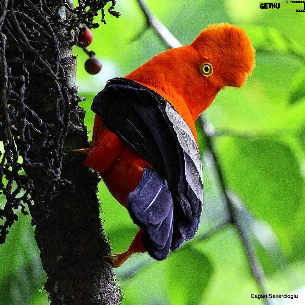 Çağan Şekercioğlu Instagram - Dün ismini sorduğum bu kuş, And horoz kotingasının Peru'da görülen alt türü olan Rupicola peruvianus peruvianus'un erkeğidir. Daha güneyde görülen saturatus alt türü kırmızı, bu alt türü ise turuncudur. Diğer Türkçe isimleri ise And kaya horozu, And kaya tavuğu, Peru kotingası ve kızıl kayahorozudur. Peru'daki yerel ismi ise tunki veya tunqui. And kaya horozu, Rupicola peruvianus veya tunki diyenleri tebrik ederim. Bu kuşun ve 11,000'e yakın diğer kuş türünün Türkçe, Latince ve İngilizce isimlerini, Yakup Sancar Barış ve @kerem.ali.boyla tarafından büyük emekle hazırlanan "Dünya Kuşlarının Türkçe İsimleri" listesinde görebilirsiniz: http://www.kustr.org/kusisimleri/turler Soru: Bir karikatüre benzeyen ama yağmur ormanında önemli bir tohum yayma hizmeti gerçekleştiren bu komik kuşun ismini bilen var mı? Can you name the species of this cartoonish bird that provides an important seed dispersal service in the rainforest? Answer: A male Andean cock-of-the-rock of the peruvianus subspecies(Rupicola peruvianus peruvianus), known as tunki or tunqui in Peru. #natgeointhefield #conservation #biodiversity #travel #animals #wildlife #Peru #Neotropics @cagansekercioglu @uofu_science @natgeo @natgeointhefield @natgeoimagecollection @natgeomagazineturkiye @natgeotvturkiye @universityofutah #birds #nature #wildlife #biology Fundo Alto Nieva