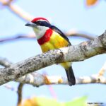 Çağan Şekercioğlu Instagram – Only discovered in 1996 and described to science in 2000, the spectacular scarlet-banded #barbet (#Capito wallacei) is #endemic to #Peru, is globally #threatened with #extinction, only found in 370 km2 on one mountain ridge in the remote Cordillera Azul mountain of the #Andes, and has a tiny population under 1000 individuals.

Sadece 25 yıl önce keşfedilen ve bilimsel olarak 2000 yılında tanımlanan Loreto barbeti (#Capito wallacei), dünyada sadece And Dağları’ndaki Cordillera Azul zirvesinin yamaçlarında 370 km2’de yaşayan, Peru’ya endemik, nefes kesici güzellikte ama birkaç yüz bireyden oluşan dünya nüfusuyla soyu yok olma tehlikesinde olan bir türdür. Bu kuşu görüntülemek için bu ücra dağlara ufak bir ekspedisyon düzenlemem gerekti ama çektiğim zahmete değdi.

#natgeointhefield #conservation #biodiversity #travel #animals #wildlife #Peru #Neotropics @cagansekercioglu @uofu_science @natgeo @natgeointhefield @natgeoimagecollection @natgeomagazineturkiye @natgeotvturkiye @universityofutah #birds #nature #wildlife #biology #IUCN #RedList #Vulnerable

— Tarapoto San Martin Perú