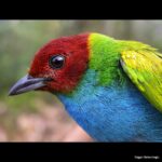 Çağan Şekercioğlu Instagram – This male bay-headed #tanager (#Tangara gyrola) is one of the hundreds of #bird species found in the #Amazon basin #forests. In our open access paper “Agricultural land in the Amazon basin supports low bird diversity and is a poor replacement for primary forest” I link to in my Instagram bio, we examine the impact of #agriculture on Amazon #forest bird communities.

Bu erkek kızıl başlı tangara (Tangara gyrola), Amazon havzası ormanlarında bulunan yüzlerce kuş türünden sadece biri. İG profil adresimden okuyabileceğiniz makalemizde, tarımın Amazon havzası yağmur ormanlarındaki kuşlara etkisini inceledik.

#natgeointhefield #conservation #biodiversity #travel #animals #wildlife #CostaRica #Neotropics @cagansekercioglu @uofu_science @natgeo @natgeointhefield @natgeoimagecollection @natgeomagazineturkiye @natgeotvturkiye @universityofutah #birds #nature #wildlife #biology