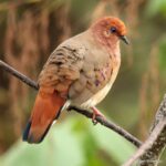 Çağan Şekercioğlu Instagram – One of the world’s rarest #birds in the world, the blue-eyed ground-dove was thought to be #extinct until it was rediscovered in 2015 in Minas Gerais, #Brazil. Even with an intensive conservation project, the current world population is only about 25 birds.
2015’de Brezilya’da tekrar keşfedilene kadar soyu tükendiği düşünülen mavi gözlü serçe kumrusu (#Columbina cyanopis), dünyanın en ender kuş türlerindendir. Yoğun bir koruma projesine rağmen halen soyu tükenmenin eşiğinde olan bu türün dünya nüfusu sadece 25 bireydir.
#natgeointhefield #conservation #biodiversity #travel #animals #wildlife #Neotropics @cagansekercioglu @uofu_science @natgeo @natgeointhefield @natgeoimagecollection @natgeomagazineturkiye @natgeotvturkiye @universityofutah #Neotropics #birds #nature #wildlife #biology #IUCN #RedList Botumirim, Minas Gerais, Brazil