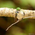 Çağan Şekercioğlu Instagram – With a world population of only 250 to 999 birds, globally #Endangered Gray-bellied Comets (#Taphrolesbia griseiventris) are found only in an area of 28,000 km2 (~ the area of Massachusetts). With a long tail, glittering green back, and blue-purple throat, this elegant #hummingbird is #endemic to the #Andes of northern #Peru and is found in arid #mountain slopes and canyons with sparse vegetation, around 3000 m asl. I was very lucky and happy to photograph it.

1000 bireyden az dünya nüfusuyla küresel çapta soyu tehlikede bir sinekkuşu (kolibri) türü olan Gri Karınlı Peri (#Taphrolesbia griseiventris), sadece Peru’nun kuzeyindeki And Dağları’nın kurak kanyonlarında, deniz seviyesinden yaklaşık 3000 metre yükseklikte 28,000 km2 lik (Sivas kadar) bir alanda yaşar. Çok az noktadan bilinen bu zarif kuşu görmek büyük bir şanstı.
 

#natgeointhefield #conservation #biodiversity #travel #animals #wildlife #Peru #Neotropics @cagansekercioglu @uofu_science @natgeo @natgeointhefield @natgeoimagecollection @natgeomagazineturkiye @natgeotvturkiye @universityofutah #birds #nature #wildlife #biology #IUCN #RedList Encañada, Cajamarca, Peru