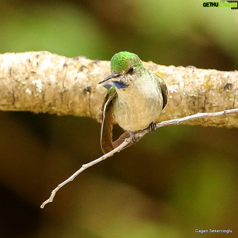 Çağan Şekercioğlu Instagram - With a world population of only 250 to 999 birds, globally #Endangered Gray-bellied Comets (#Taphrolesbia griseiventris) are found only in an area of 28,000 km2 (~ the area of Massachusetts). With a long tail, glittering green back, and blue-purple throat, this elegant #hummingbird is #endemic to the #Andes of northern #Peru and is found in arid #mountain slopes and canyons with sparse vegetation, around 3000 m asl. I was very lucky and happy to photograph it. 1000 bireyden az dünya nüfusuyla küresel çapta soyu tehlikede bir sinekkuşu (kolibri) türü olan Gri Karınlı Peri (#Taphrolesbia griseiventris), sadece Peru'nun kuzeyindeki And Dağları'nın kurak kanyonlarında, deniz seviyesinden yaklaşık 3000 metre yükseklikte 28,000 km2 lik (Sivas kadar) bir alanda yaşar. Çok az noktadan bilinen bu zarif kuşu görmek büyük bir şanstı.   #natgeointhefield #conservation #biodiversity #travel #animals #wildlife #Peru #Neotropics @cagansekercioglu @uofu_science @natgeo @natgeointhefield @natgeoimagecollection @natgeomagazineturkiye @natgeotvturkiye @universityofutah #birds #nature #wildlife #biology #IUCN #RedList Encañada, Cajamarca, Peru