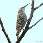 Çağan Şekercioğlu Instagram - I was very happy to find this rare and elegant Indian spotted creeper (Salpornis spilonota) after a day of searching. Bütün gün aradıktan sonra bu ender ve zarif Hint tırmaşıkkuşunu bulmak büyük bir mutluluk oldu. @cagansekercioglu @uofu_science @natgeo @natgeointhefield @natgeoimagecollection @natgeomagazineturkiye @natgeotvturkiye @universityofutah #birds #nature #wildlife #biology #natgeointhefield #conservation #biodiversity #travel #animals #wildlife #Hindistan #Rajasthan Tal Chhapar Wildlife Sanctuary