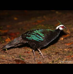 Çağan Şekercioğlu Instagram - In our new paper I link to in my Instagram bio, "Biological Correlates of Extinction Risk in Resident Philippine Avifauna", we show that 84 bird species, like this Palawan #peacock-pheasant (#Polyplectron napoleonis) , are likely to be more threatened with extinction than their current Red List designation.

IG profil adresimden okuyabileceğiniz yeni makalemizde, 258 endemik (özgün) kuş türüyle dünyada üçüncü ülke olan Filipinler'in kuşlarının soylarını tehlikeye atan faktörleri inceledik. Ekolojik modelimizle, bu Palavan Adası tavus sülünü (Polyplectron napoleonis) gibi #Filipinler'e özgün 84 kuş türünün soylarının, #IUCN #RedList resmi değerlendirmelerinden daha tehlikede olduğunu gösterdik. 

 #natgeointhefield #conservation #biodiversity #travel #animals #wildlife #Philippines #Indomalaya @cagansekercioglu @uofu_science @natgeo @natgeointhefield @natgeoimagecollection @natgeomagazineturkiye @natgeotvturkiye @universityofutah #birds #nature #wildlife #biology