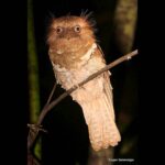 Çağan Şekercioğlu Instagram - In our new paper I link to in my Instagram bio, "Biological Correlates of Extinction Risk in Resident Philippine Avifauna", we show that 84 bird species, like this Philippine #Frogmouth (#Batrachostomus septimus), are likely to be more threatened with extinction than their current Red List designation. IG profil adresimden okuyabileceğiniz yeni makalemizde, 258 endemik (özgün) kuş türüyle dünyada üçüncü ülke olan Filipinler'in kuşlarının soylarını tehlikeye atan faktörleri inceledik. Ekolojik modelimizle, bu Filipin Kocaağzı (Batrachostomus septimus) gibi #Filipinler'e özgün 84 kuş türünün soylarının, #IUCN #RedList resmi değerlendirmelerinden daha tehlikede olduğunu gösterdik. @cagansekercioglu @uofu_science @natgeo @natgeointhefield @natgeoimagecollection @natgeomagazineturkiye @natgeotvturkiye @universityofutah #birds #nature #wildlife #biology #natgeointhefield #conservation #biodiversity #travel #animals #wildlife #Philippines #Indomalaya Mt. Kitanglad Range Natural Park, Bukidnon Province