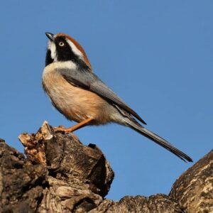 Çağan Şekercioğlu Instagram - Black-throated #tits (#Aegithalos concinnus) are hard to photograph because they are small and constantly on the move. It took me dozens of photos to get one good shot. 

Sürekli hareket halinde olan kara gerdanlı baştankaraları fotoğraflamak fazlasıyla zor. Şekercioğlu, sadece bir net kare yakalayabilmek için düzinelerce fotoğraf çekti. 

Reposted from @natgeotvturkiye @cagansekercioglu'nun objektifinden
