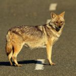 Çağan Şekercioğlu Instagram - A pregnant Indian golden #jackal (Canis aureus indicus) crossing the road. Bir dişi Hint çakalı, yavrularını emzirmeye giderken araba yolundan geçiyor. Dünyanın dört bir yanında her gün milyonlarca hayvan araba çarpması sebebiyle hayatını kaybediyor. @cagansekercioglu'nun objektifinden. Reposted from @natgeotvturkiye @cagansekercioglu @uofu_science @natgeo @natgeointhefield @natgeoimagecollection @natgeomagazineturkiye @natgeotvturkiye @universityofutah #birds #nature #wildlife #biology #natgeointhefield #conservation #biodiversity #travel #animals #mammals #Himalayas #roadkill #Corbett #wildlife Dhikala, Corbett National Park