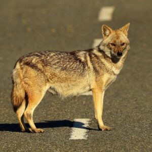 Çağan Şekercioğlu Instagram - A pregnant Indian golden #jackal
(Canis aureus indicus) crossing the road.

Bir dişi Hint çakalı, yavrularını emzirmeye giderken araba yolundan geçiyor. Dünyanın dört bir yanında her gün milyonlarca hayvan araba çarpması sebebiyle hayatını kaybediyor. @cagansekercioglu'nun objektifinden. 

Reposted from @natgeotvturkiye

@cagansekercioglu @uofu_science
@natgeo @natgeointhefield @natgeoimagecollection @natgeomagazineturkiye @natgeotvturkiye @universityofutah #birds #nature #wildlife #biology #natgeointhefield #conservation #biodiversity #travel #animals #mammals #Himalayas #roadkill #Corbett #wildlife