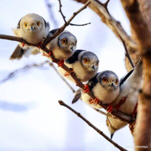 Çağan Şekercioğlu Instagram - White #Helmetshrikes (#Prionops plumatus) are very #social birds!

Afrika'da yaygın olarak yaşayan ak sorguçlu vangalar çok sosyal kuşlardır.

@uutah @uofu_science @kocuniversity @natgeo @natgeoimagecollection #birds #nature #wildlife #conservation #biodiversity #animals #Africa