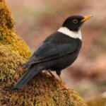 Çağan Şekercioğlu Instagram - An elegant male white-collared #blackbird (#Turdus albocinctus) in the Himalayan #forest of #Uttarakhand, #India. Zarif bir beyaz yakalı karatavuk. Hindistan'ın Uttarakhand Himalaya ormanında fotoğraflanan bu erişkin erkek, yemeğini henüz bitirmiş. @cagansekercioglu'nun objektifinden Reposted from @natgeotvturkiye @cagansekercioglu @uofu_science @natgeo @natgeointhefield @natgeoimagecollection @natgeomagazineturkiye @natgeotvturkiye @universityofutah #birds #nature #wildlife #biology #natgeointhefield #conservation #biodiversity #travel #animals #birds #Himalayas #mountain #wildlife Munsiyari, Uttarakhand